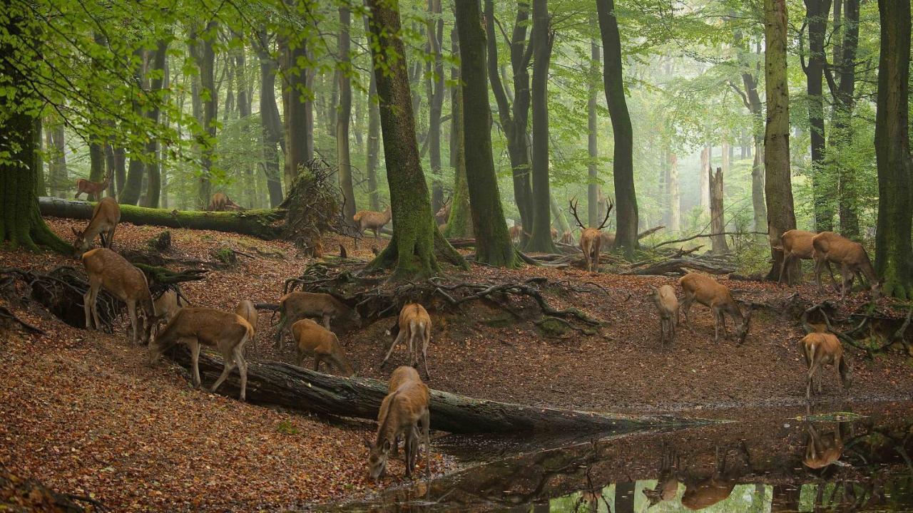 Witte Berken Natuurhotel Epe Εξωτερικό φωτογραφία